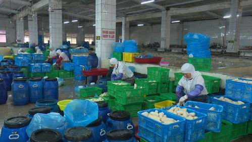 寶應(yīng)縣強化藕制品企業(yè)執(zhí)法檢查，依法整治藕渣亂倒問題